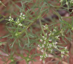 Ammoselinum