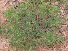 Ammoselinum