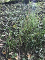 Dactylis glomerata lobata