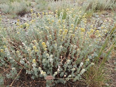 Artemisia obtusiloba