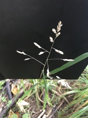 Dactylis glomerata lobata