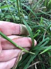 Dactylis glomerata lobata