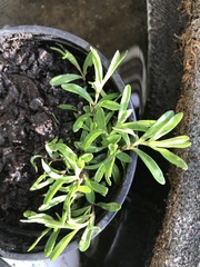 Satureja hortensis