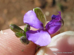Polygala uncinata