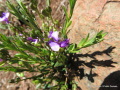Polygala uncinata