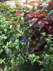 Strobilanthes auriculata