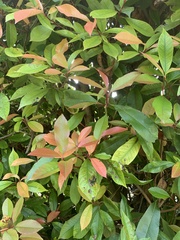 Photinia serrulata