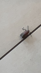 Lycorma delicatula