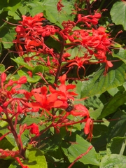 Bombus impatiens image