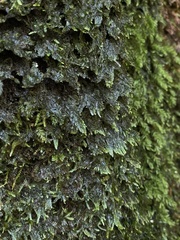 Isopterygiopsis muelleriana