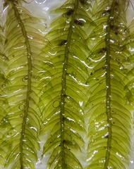Isopterygiopsis muelleriana