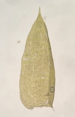 Isopterygiopsis muelleriana