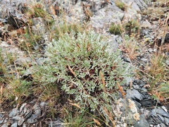 Oxytropis tragacanthoides