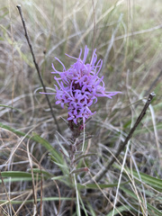 Liatris punctata nebraskana