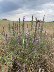Liatris punctata nebraskana