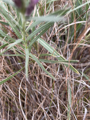 Liatris punctata nebraskana