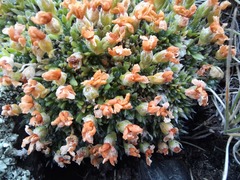 Androsace dasyphylla