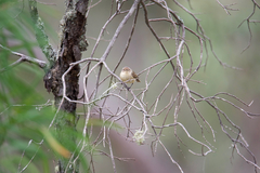 Acanthiza inornata