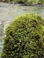 Pseudohygrohypnum eugyrium