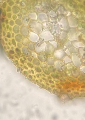 Pseudohygrohypnum eugyrium