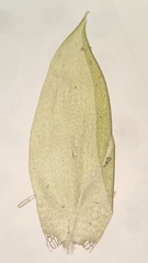 Pseudohygrohypnum eugyrium