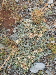 Astragalus brevifolius