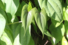 Dioscorea alata