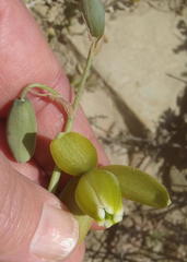 Albuca juncifolia