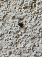 Platynaspis luteorubra