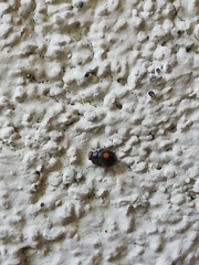 Platynaspis luteorubra