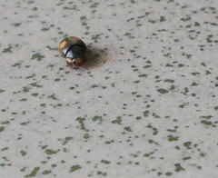 Platynaspis luteorubra