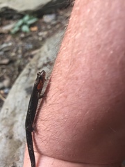 Desmognathus imitator