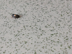 Platynaspis luteorubra