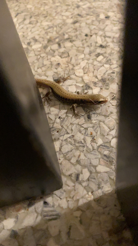iNaturalist observation photo of Western Alligator Lizards