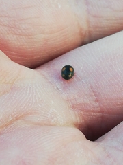 Platynaspis luteorubra