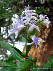 Ehretia rigida nervifolia