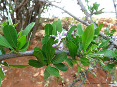 Ehretia rigida nervifolia