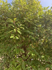Photinia serrulata