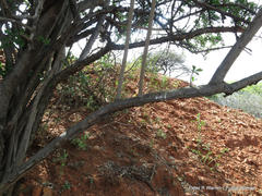 Ehretia rigida nervifolia