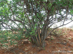 Ehretia rigida nervifolia