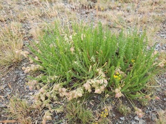 Oxytropis trichophysa