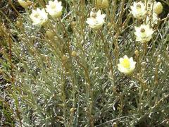 Syncarpha speciosissima angustifolia