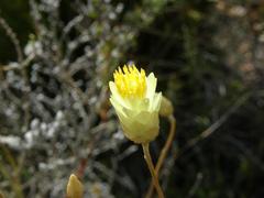 Syncarpha speciosissima angustifolia
