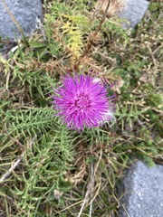 Carduus defloratus carlinifolius