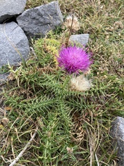 Carduus defloratus carlinifolius