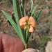 Tephrosia elongata lasiocaulos - Photo no rights reserved, uploaded by Peter Warren