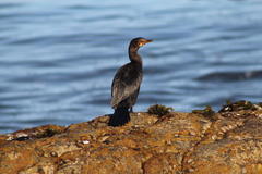 Microcarbo coronatus