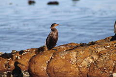 Microcarbo coronatus