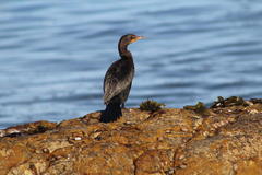 Microcarbo coronatus