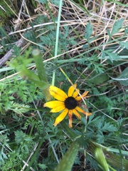 Rudbeckia triloba